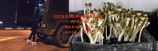 трава Алексин
